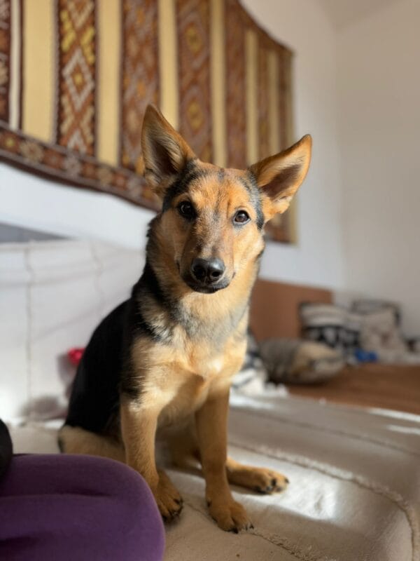 Enzo